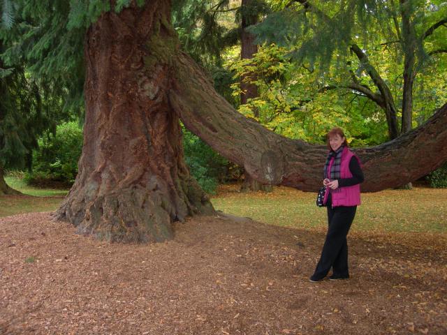 Scone - Douglas Fir 3