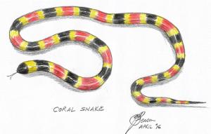 coral snake