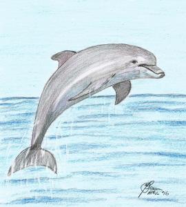Dolphin