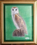 barn-owl-9