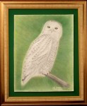 snowy-owl-004